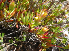 Lampranthus ceriseus