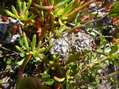 Lampranthus ceriseus