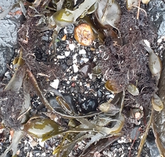 Vertebrata lanosa