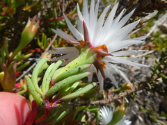 Lampranthus ceriseus