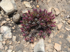 Lampranthus ceriseus