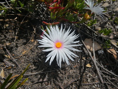 Lampranthus ceriseus