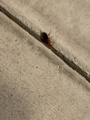 Periplaneta americana