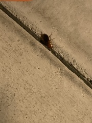 Periplaneta americana