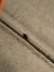 Periplaneta americana