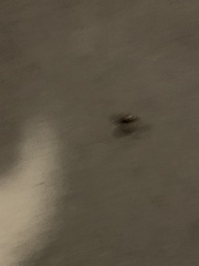 Periplaneta americana