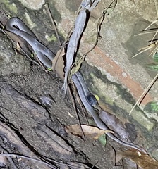 Crotaphopeltis hotamboeia