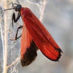 Lycomorpha regulus