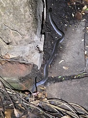 Crotaphopeltis hotamboeia