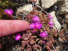 Delosperma mariae