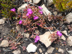 Delosperma mariae