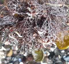 Vertebrata lanosa