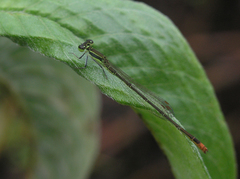 Agriocnemis inversa