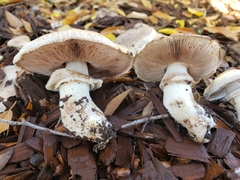 Agaricus