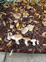 Agaricus