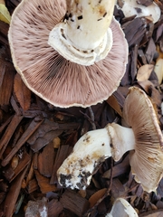 Agaricus