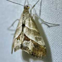 Evergestis triangulalis