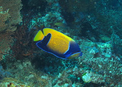 Pomacanthus navarchus