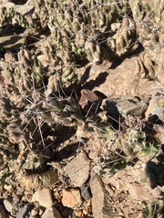 Grusonia aggeria