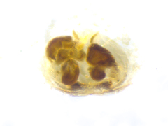 Orientattus hongkong