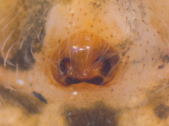 Orientattus hongkong