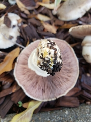Agaricus