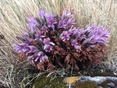 Aphyllon californicum californicum