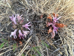 Aphyllon californicum californicum