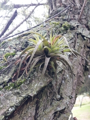 Tillandsia fasciculata