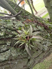 Tillandsia fasciculata