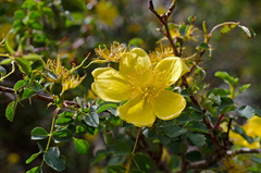 Rosa platyacantha