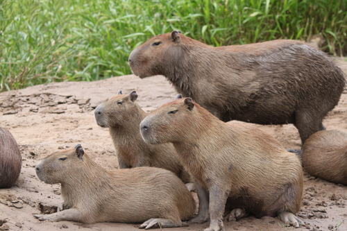 Capybara, photo 6 of 10