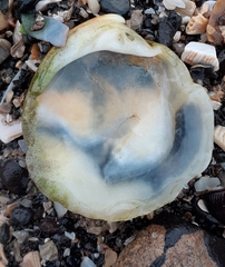 Dosinia exoleta