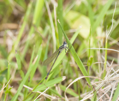 Ischnura elegans