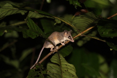 Didelphinae