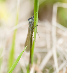 Ischnura elegans