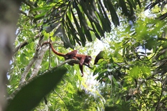 Alouatta