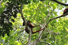 Alouatta