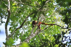 Alouatta