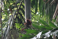 Alouatta