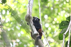 Saguinus fuscicollis