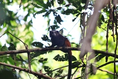 Saguinus fuscicollis