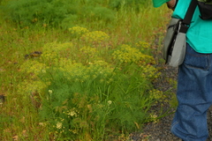 Lomatium klickitatense