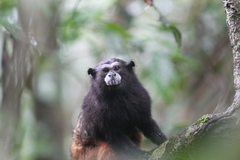 Saguinus fuscicollis