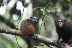 Saguinus fuscicollis