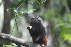 Saguinus fuscicollis