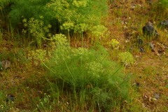 Lomatium klickitatense