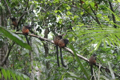 Saguinus fuscicollis