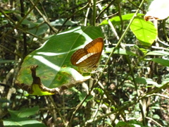 Adelpha cytherea