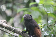 Saguinus fuscicollis